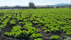 BOB�������ߡ�(�й�)����